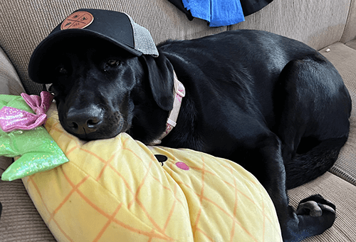black lab laying down